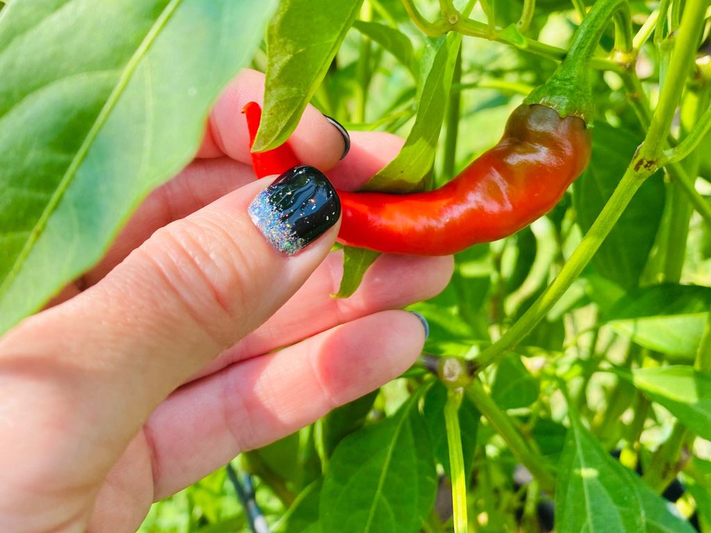 Picking a cayenne pepper