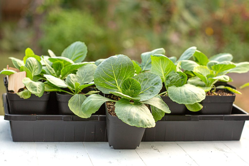Potted cabbage seedlings