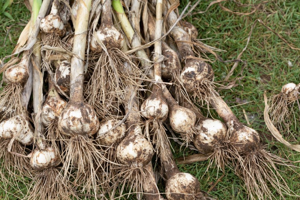 Harvested garlic bulbs
