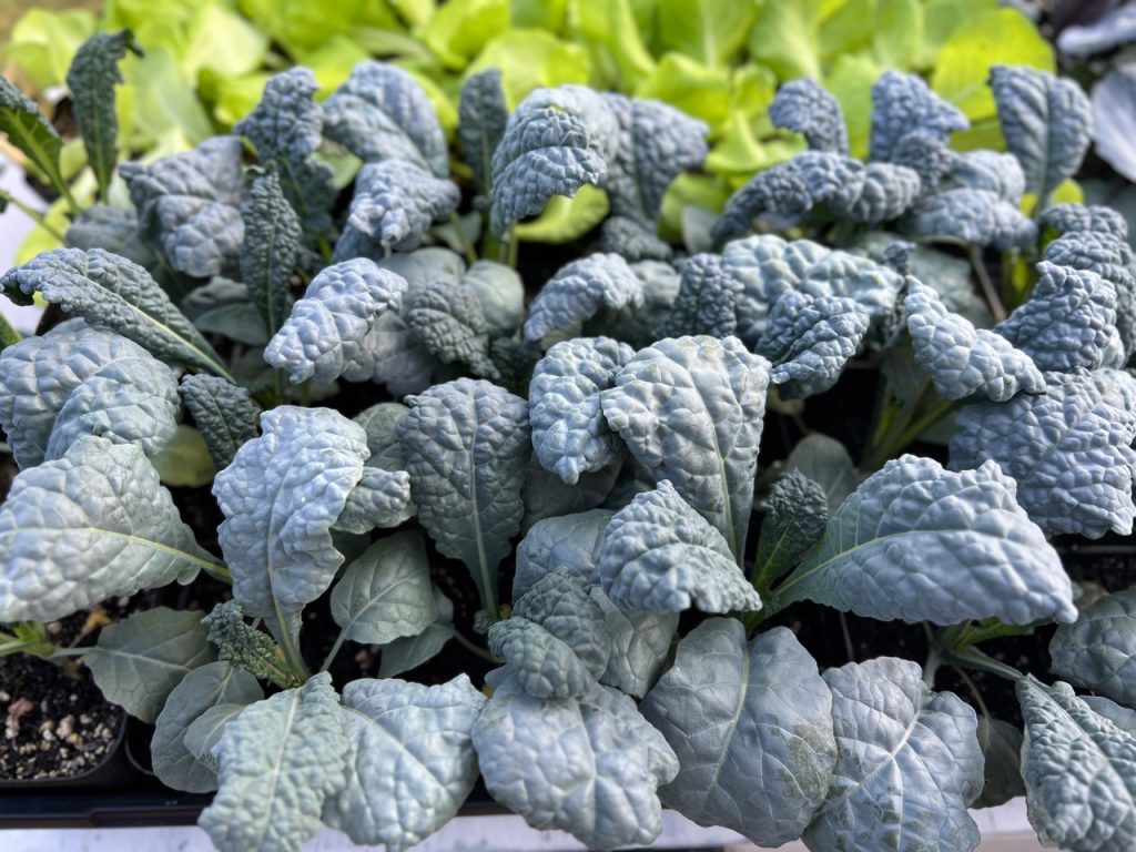 Kale seedlings