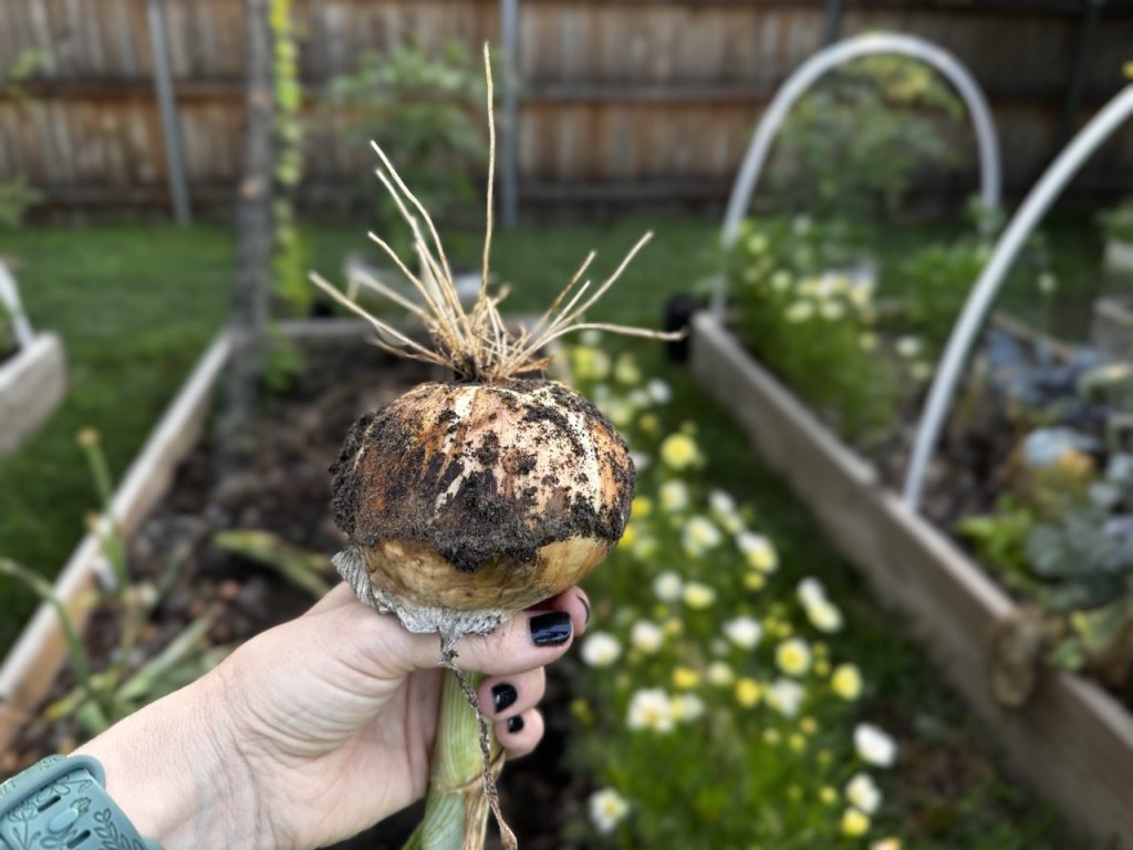 Holding an onion
