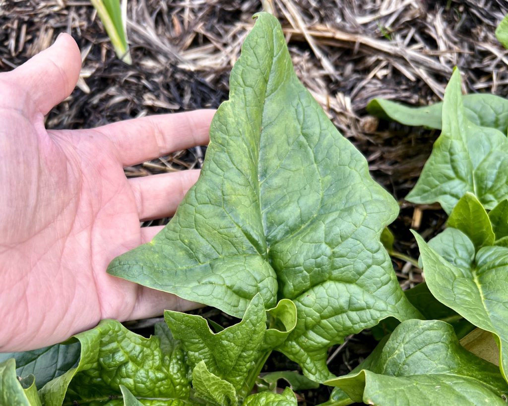 a large spinach leaf