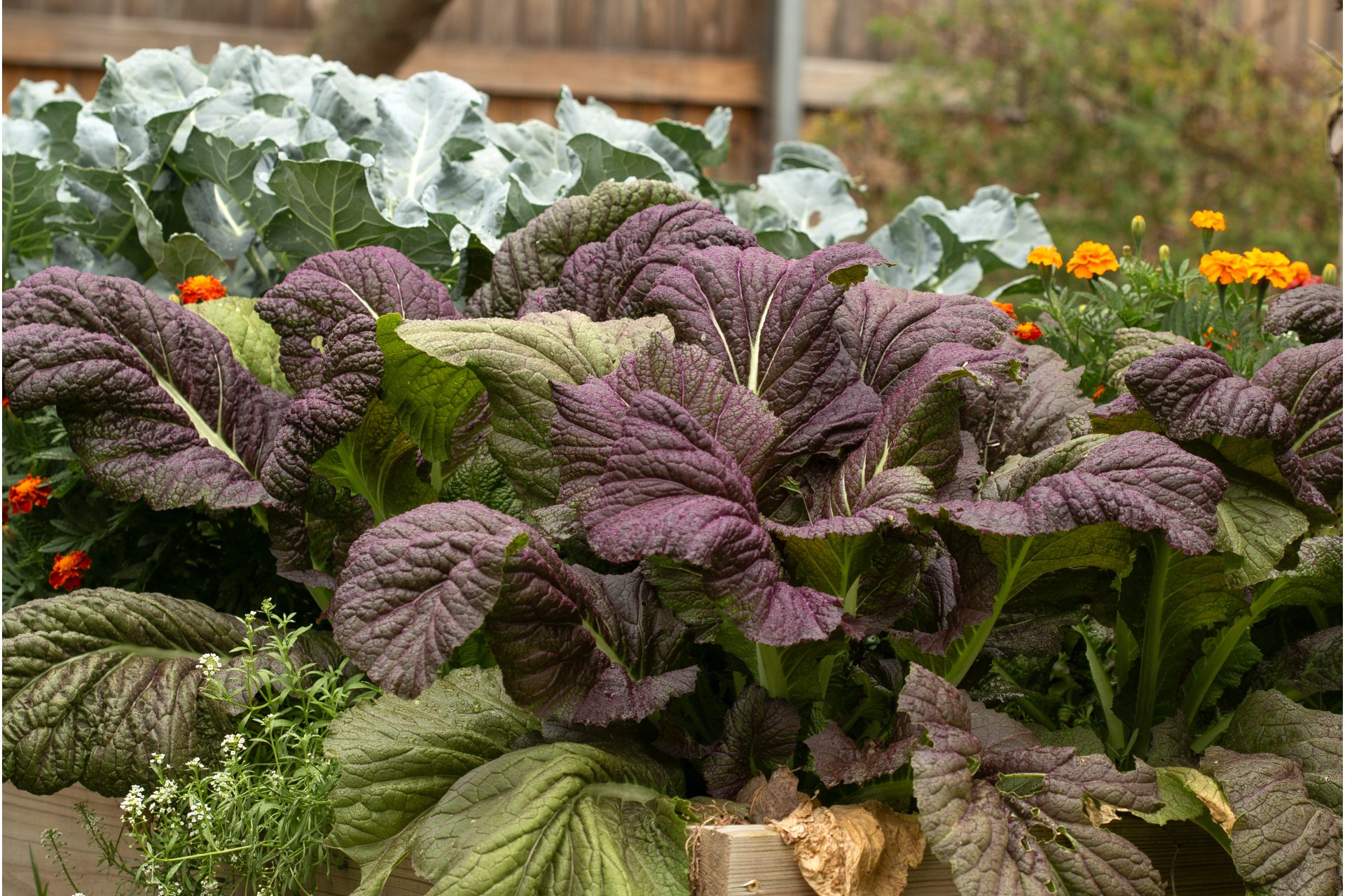 giant red mustard in the fall garden