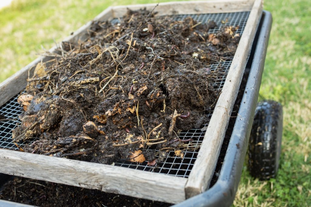 compost sifting