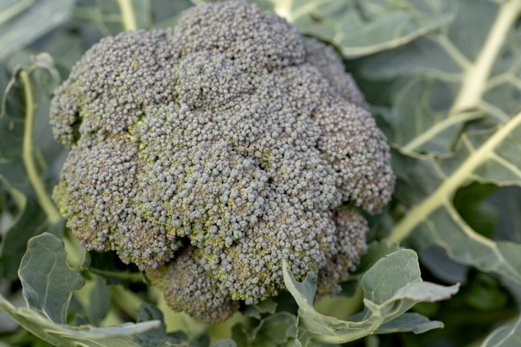 broccoli head